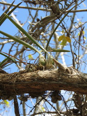 Encyclia trachycarpa