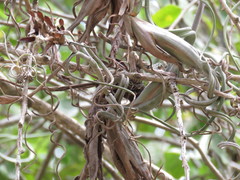 Tillandsia intermedia