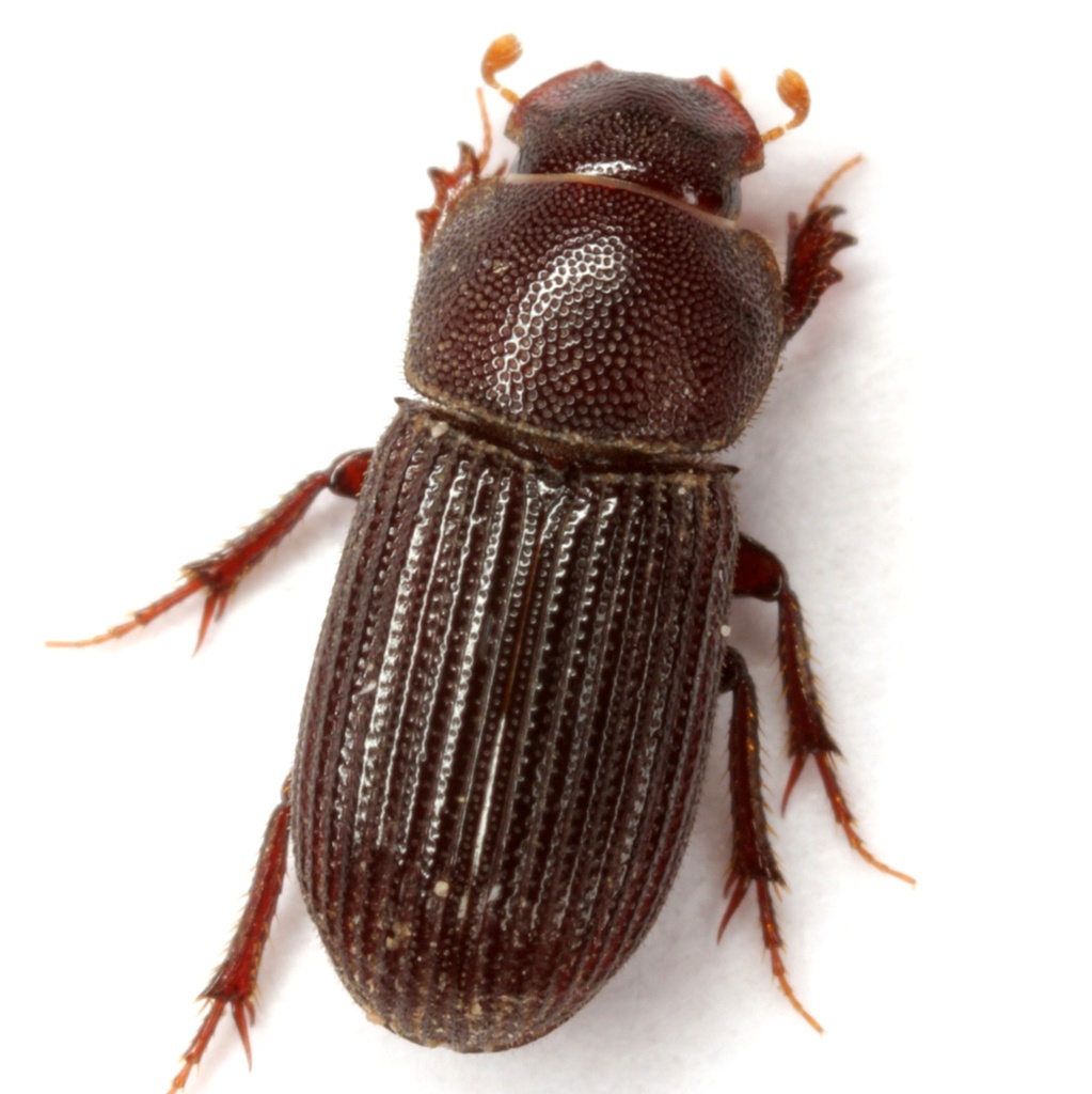 Ataenius confertus