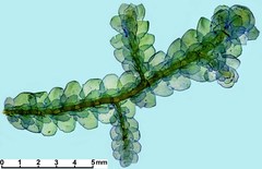 Porella arboris-vitae