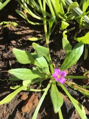 Calandrinia menziesii