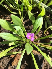 Calandrinia menziesii