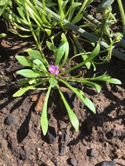Calandrinia menziesii