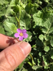 Calandrinia menziesii