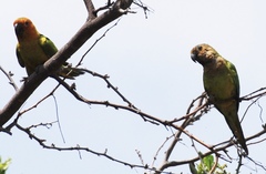 Eupsittula pertinax arubensis