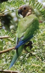 Eupsittula pertinax arubensis