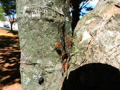 Cephalotes clypeatus