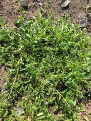 Calandrinia menziesii