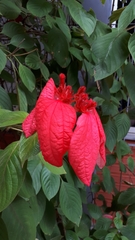 Mussaenda erythrophylla