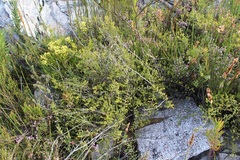 Aspalathus batodes spinulifolia