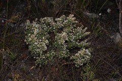 Amphithalea speciosa