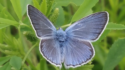 Didysis Melsvys nuotrauka