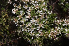 Amphithalea speciosa