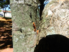 Cephalotes clypeatus