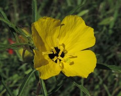 Oenothera berlandieri pinifolia