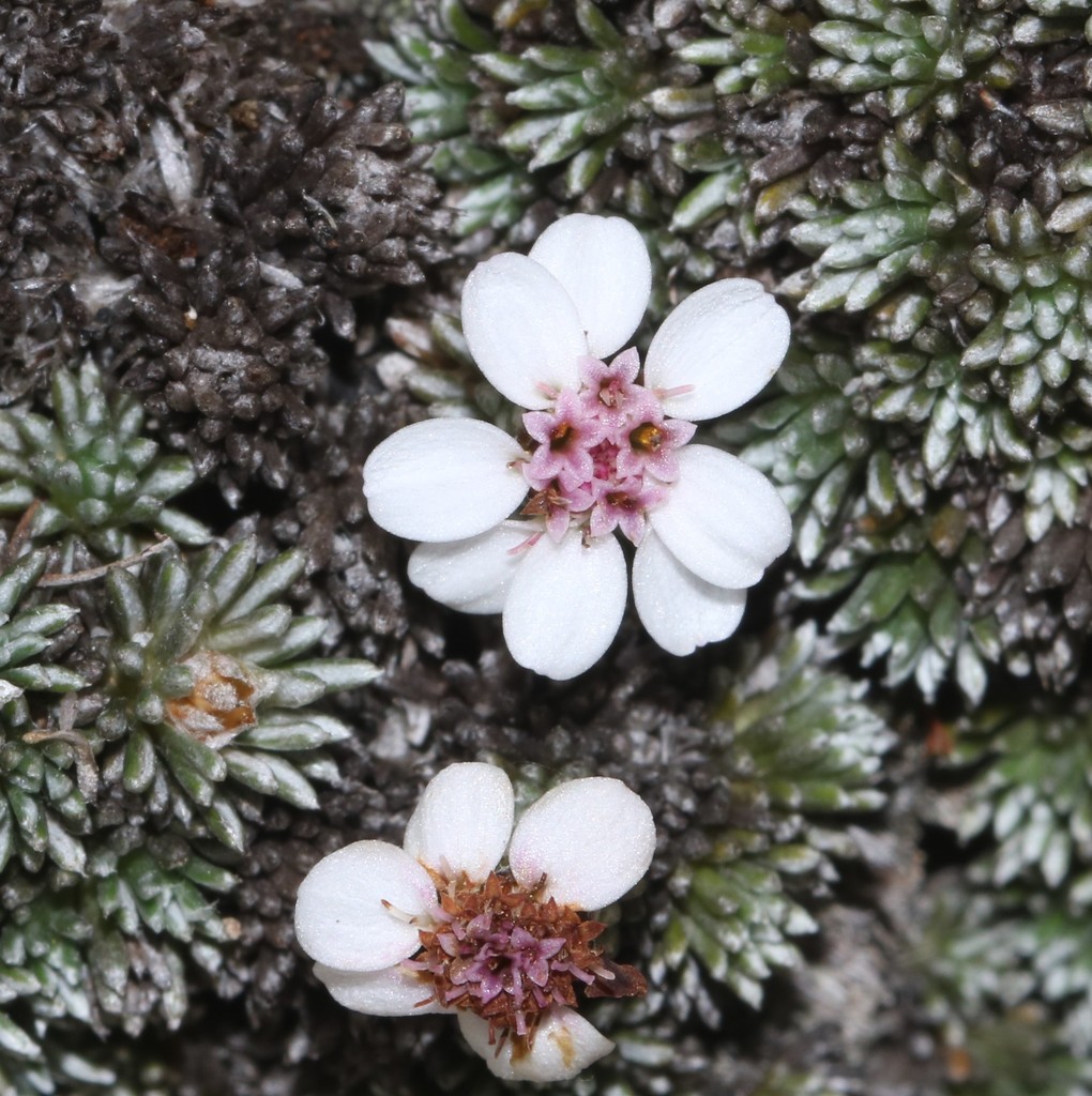 moss daisies