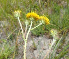 Berkheya carduoides