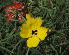 Oenothera berlandieri pinifolia