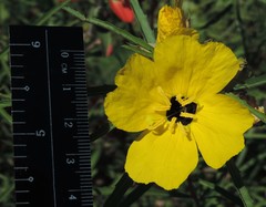 Oenothera berlandieri pinifolia