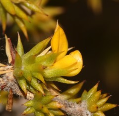 Aspalathus batodes spinulifolia