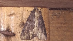 Dypterygia scabriuscula