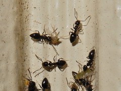 Technomyrmex jocosus