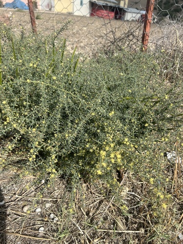 Mediterranean Asparagus