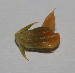 Aspalathus batodes spinulifolia