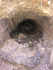 Myocastor coypus