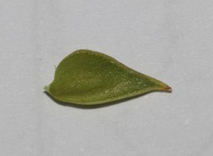 Aspalathus batodes spinulifolia