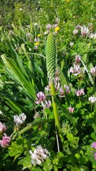 Scilla hyacinthoides