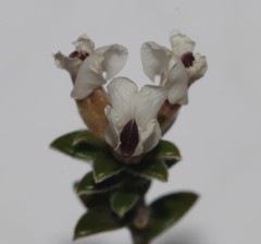 Amphithalea speciosa