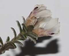 Amphithalea speciosa