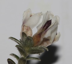 Amphithalea speciosa