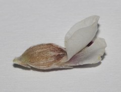 Amphithalea speciosa