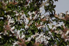 Amphithalea speciosa