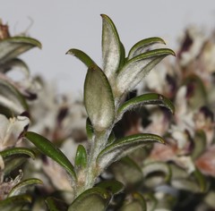 Amphithalea speciosa