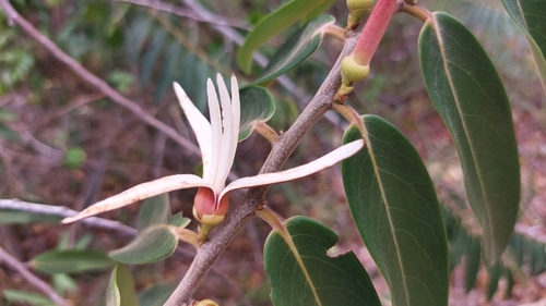 Image of Xylopia aromatica by (c) Francisco V. Bezerra Neto, some rights reserved (CC BY-SA)