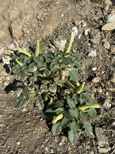 downy thorn-apple