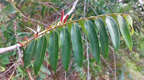 Image of Xylopia aromatica by (c) Francisco V. Bezerra Neto, some rights reserved (CC BY-SA)