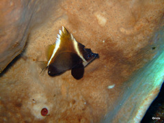 Heniochus varius