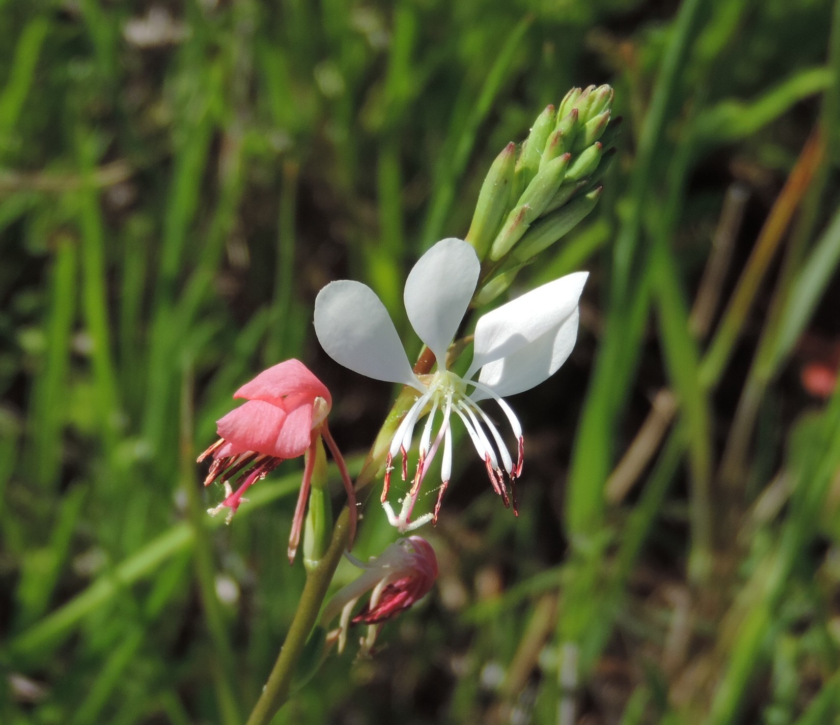 Oenothera patriciae