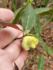 Exobasidium symploci