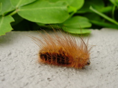 Lepidoptera