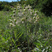 Allium decipiens - Photo (c) Sergey Mayorov, some rights reserved (CC BY-NC), uploaded by Sergey Mayorov