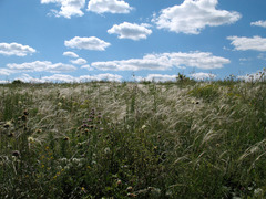 Stipa tirsa