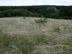 Stipa tirsa