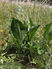 Plantago maxima