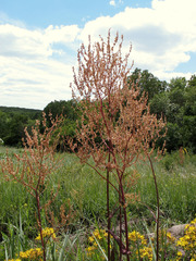 Rumex tuberosus