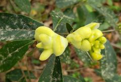 Exobasidium symploci